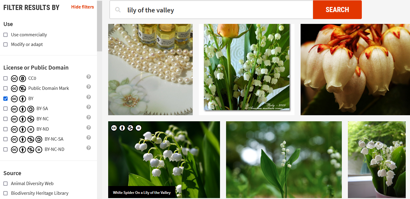 image search